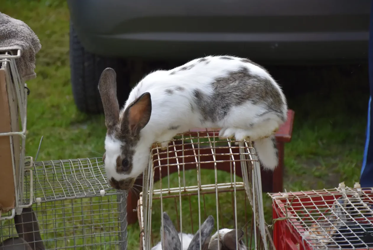 Sajam, Čakovec, 23.4.25 (2)