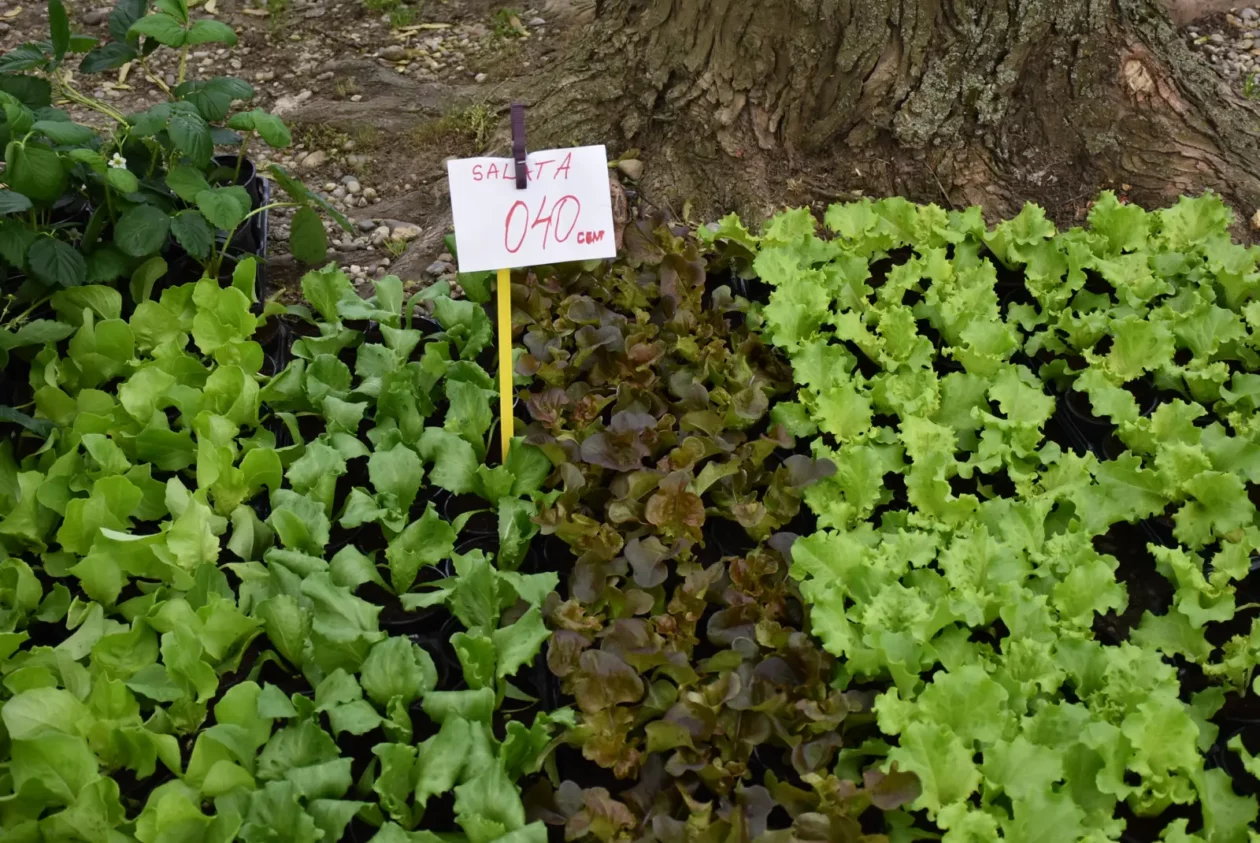 Sajam, Čakovec, 23.4.25 (34)