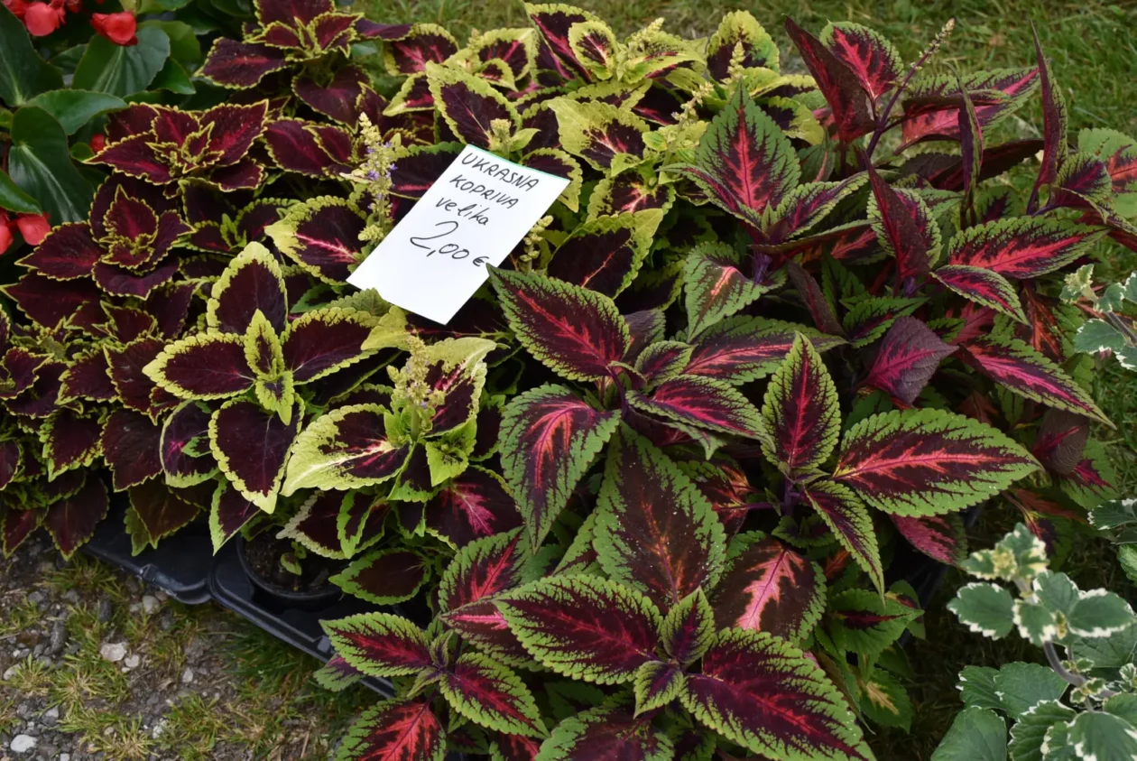 Sajam, Čakovec, 23.4.25 (9)