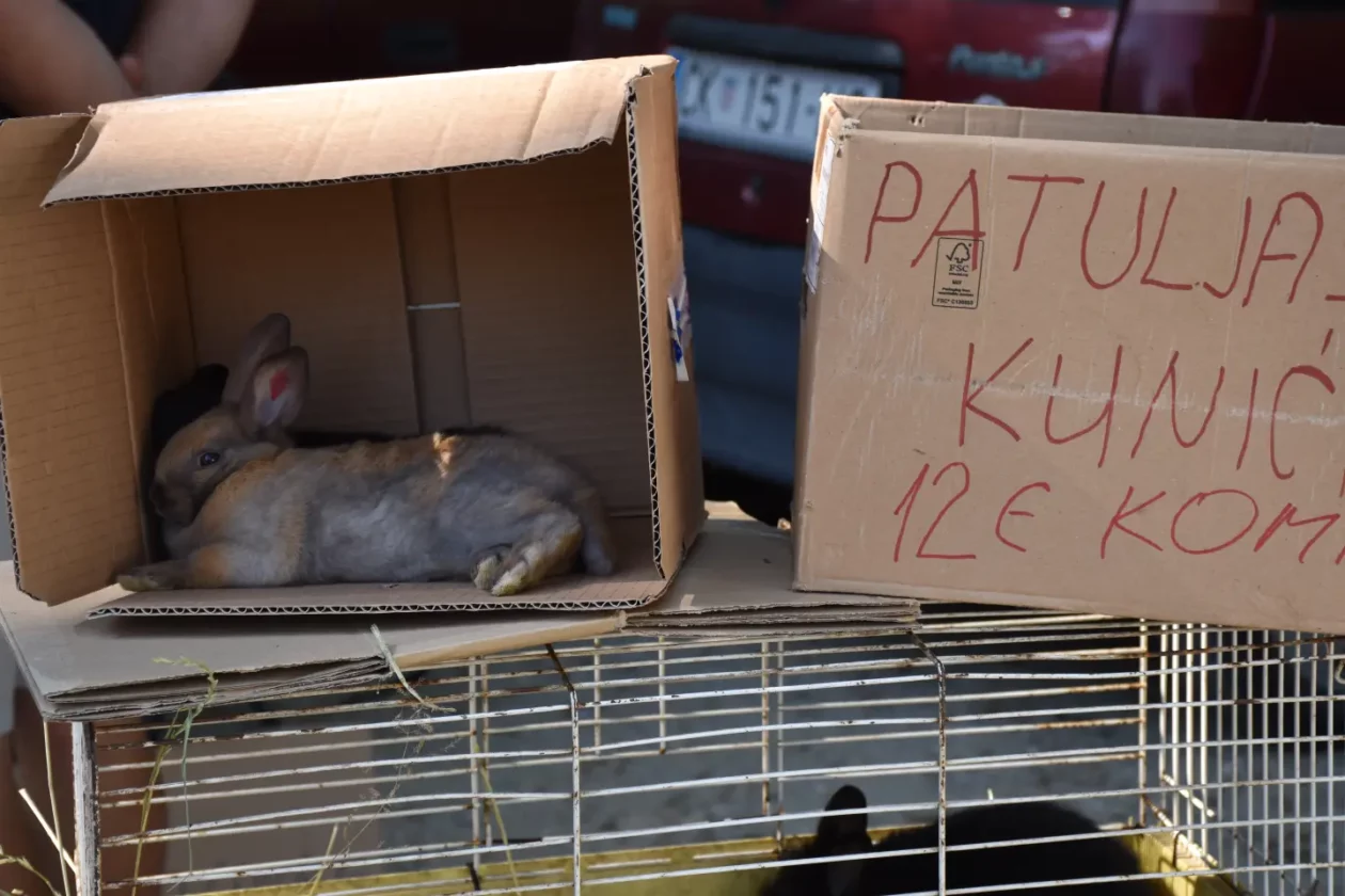 Sajam, Čakovec, 25.6.2025 (37) Sajam, Čakovec, 25.6.2025 (37)