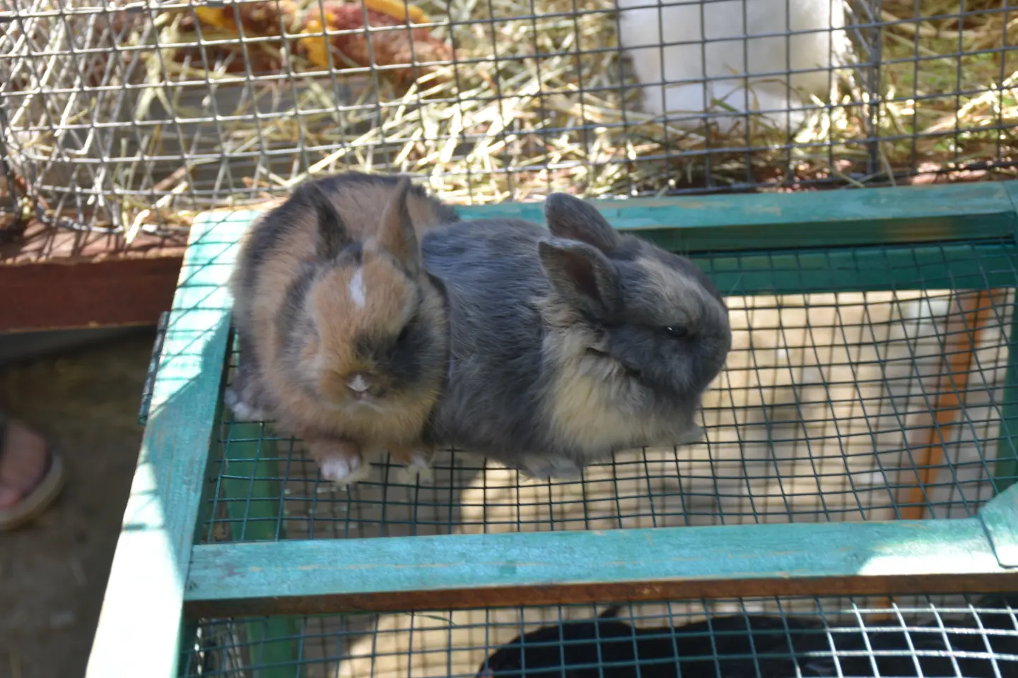 Sajam, Čakovec, 25.6.2025 (38)