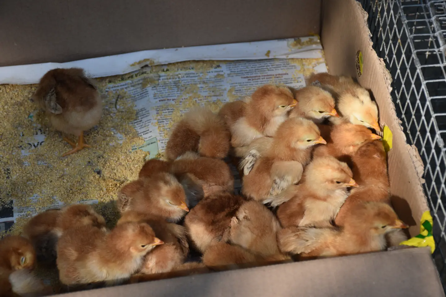 Sajam, Čakovec, 25.6.2025 (39)