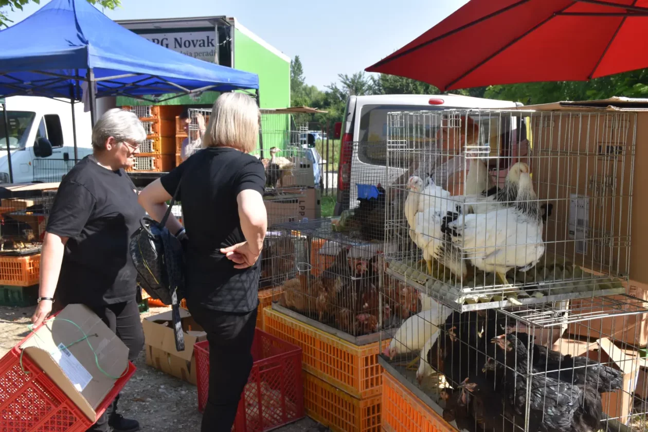 Sajam, Čakovec, 25.6.2025 (41) Sajam, Čakovec, 25.6.2025 (41)