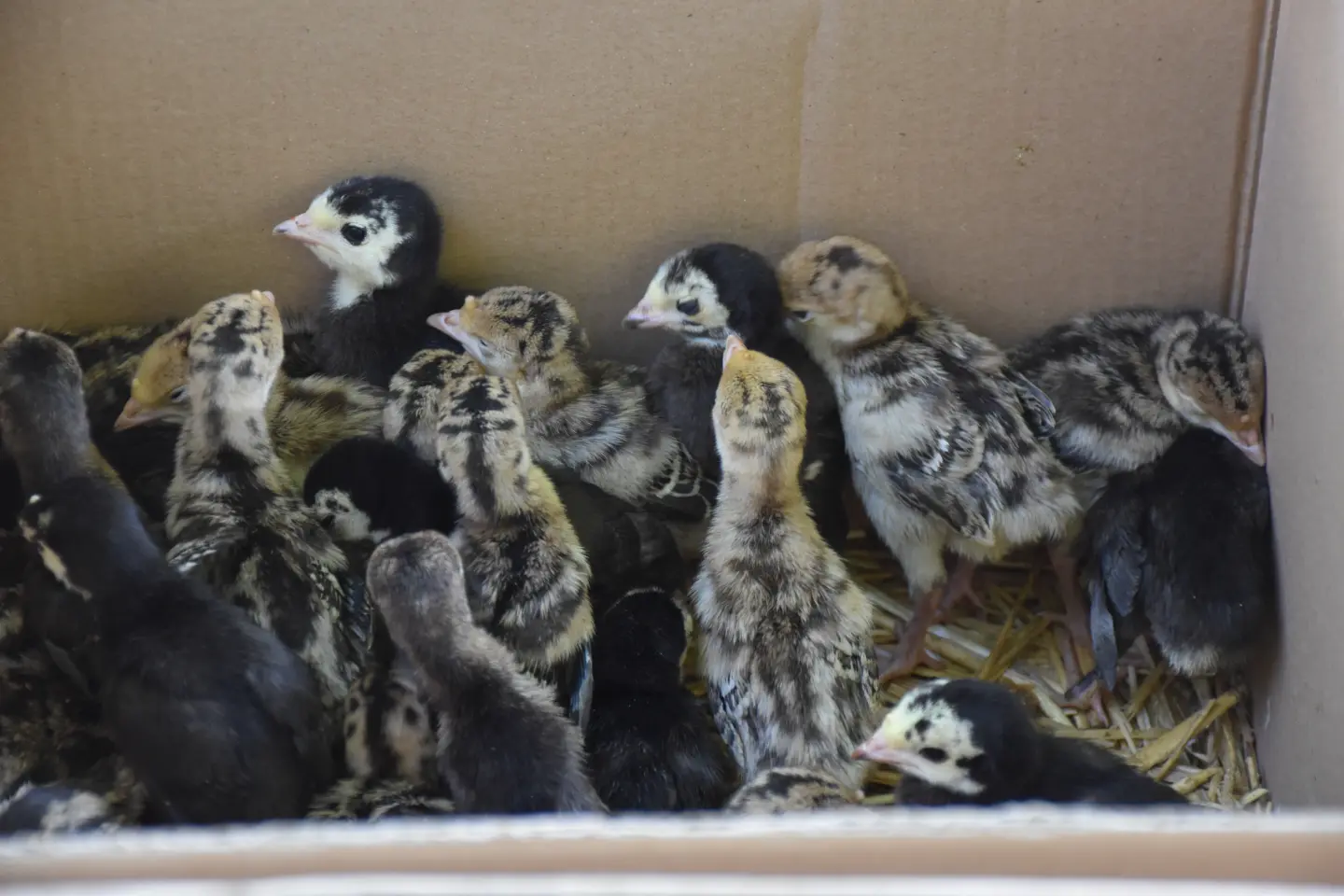 Sajam, Čakovec, 25.6.2025 (44)