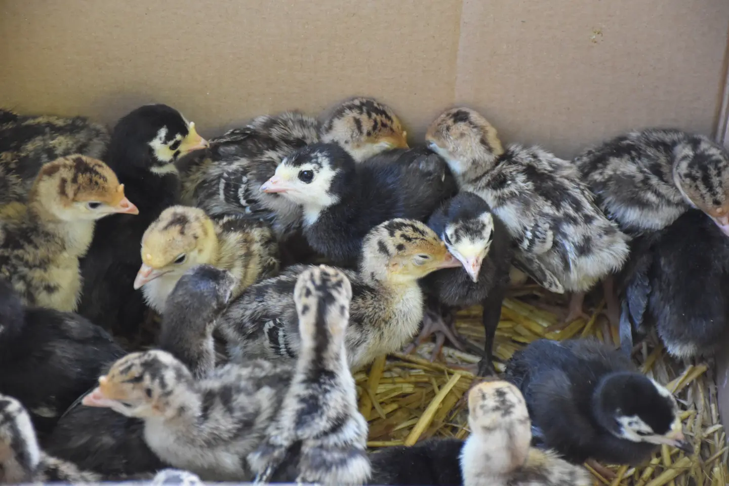 Sajam, Čakovec, 25.6.2025 (45)