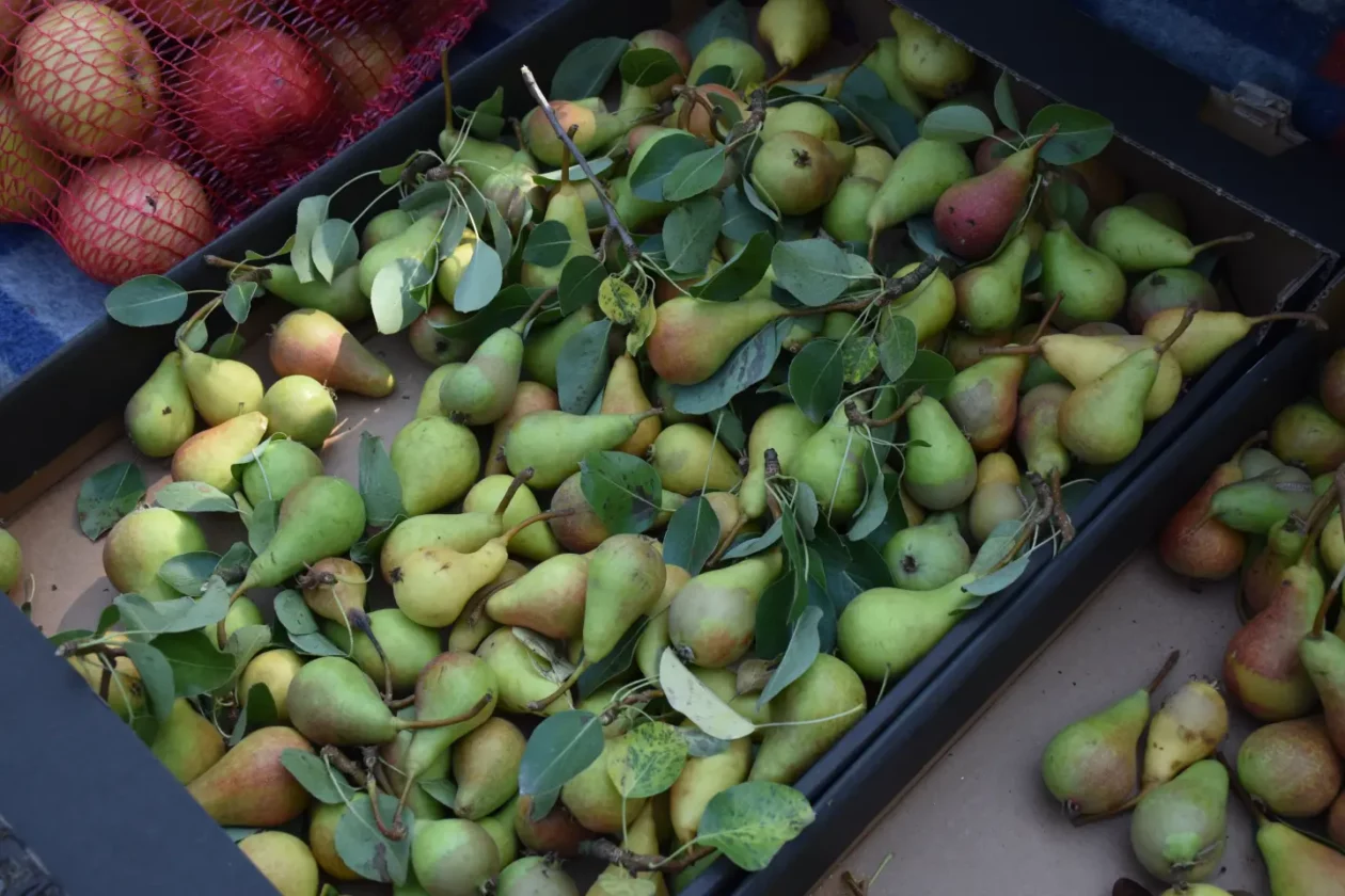 Sajam, Čakovec, 25.6.2025 (6) Sajam, Čakovec, 25.6.2025 (6)