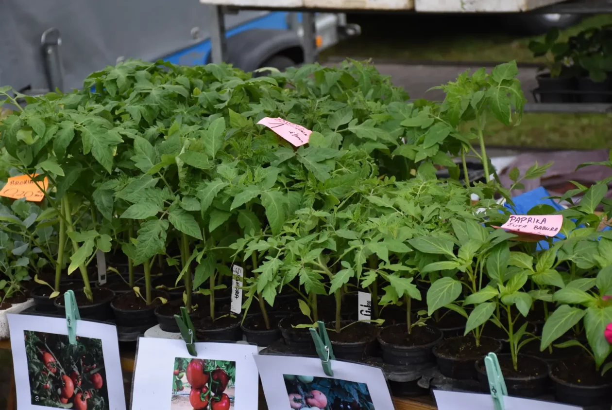 Sajam, Čakovec 26.3 (13) Sajam, Čakovec 26.3 (13)