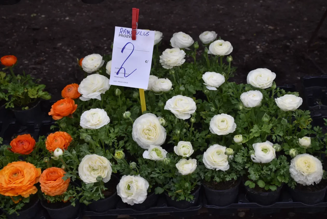 Sajam, Čakovec 26.3 (16) Sajam, Čakovec 26.3 (16)