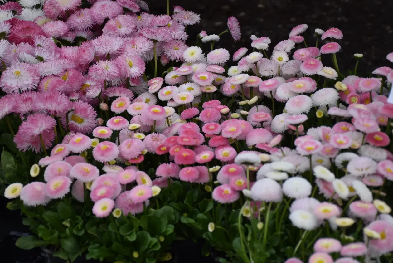 Sajam, Čakovec 26.3 (17) Sajam, Čakovec 26.3 (17)