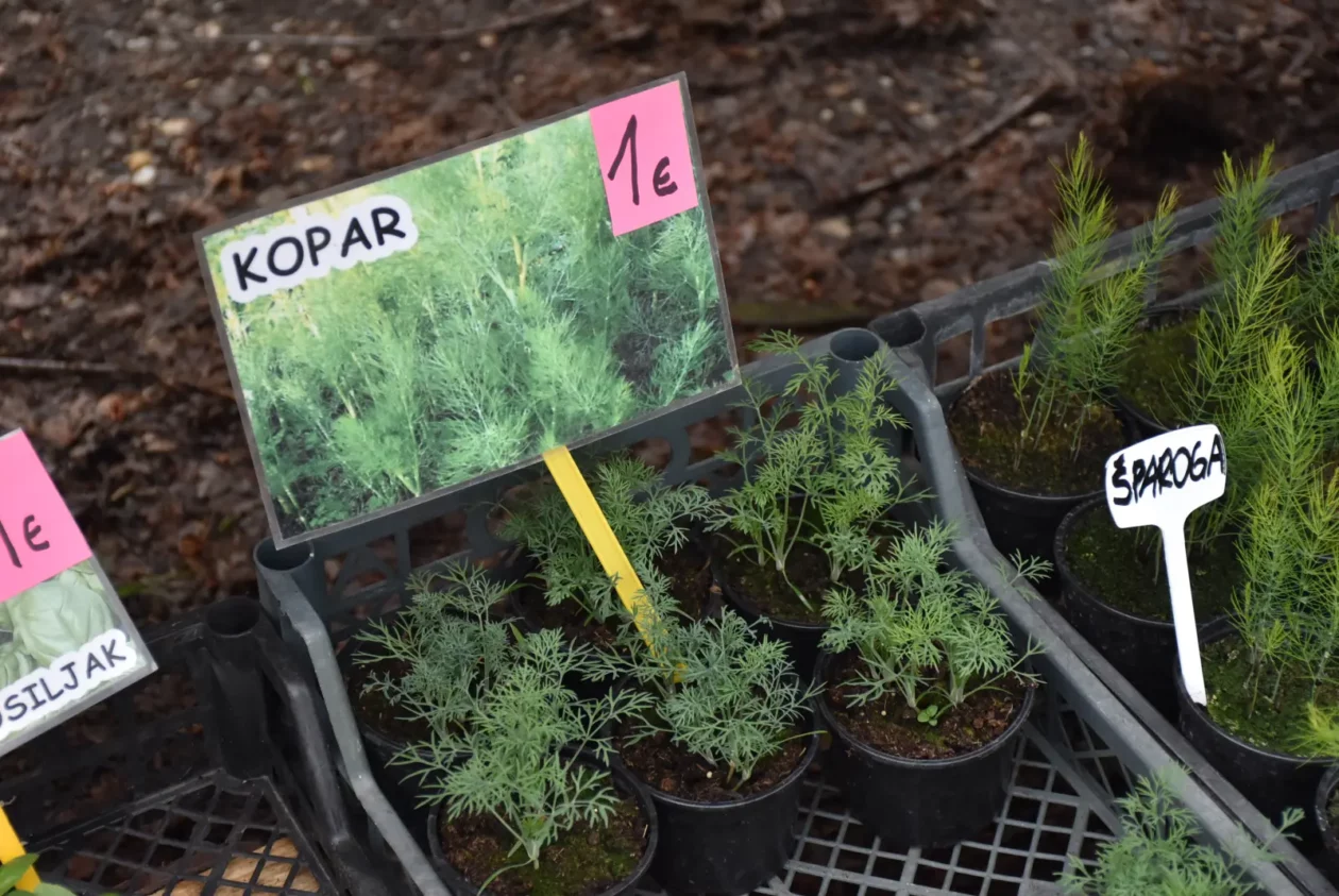 Sajam, Čakovec 26.3 (23) Sajam, Čakovec 26.3 (23)