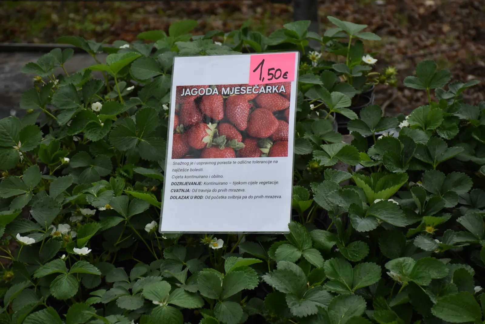 Sajam, Čakovec 26.3 (26)