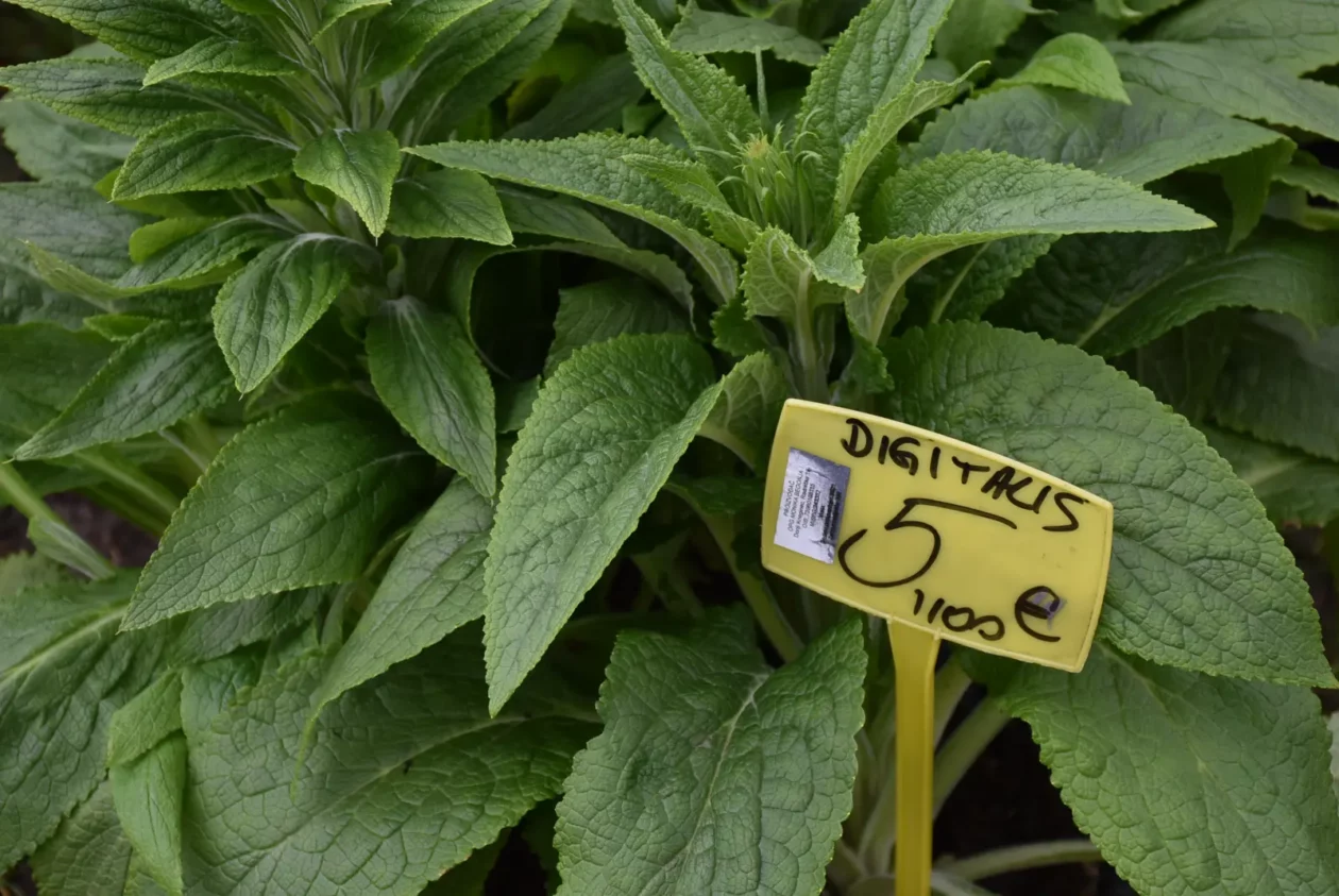 Sajam, Čakovec 26.3 (36) Sajam, Čakovec 26.3 (36)