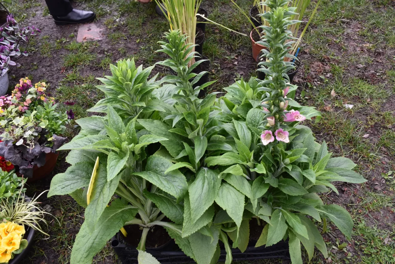 Sajam, Čakovec 26.3 (37) Sajam, Čakovec 26.3 (37)