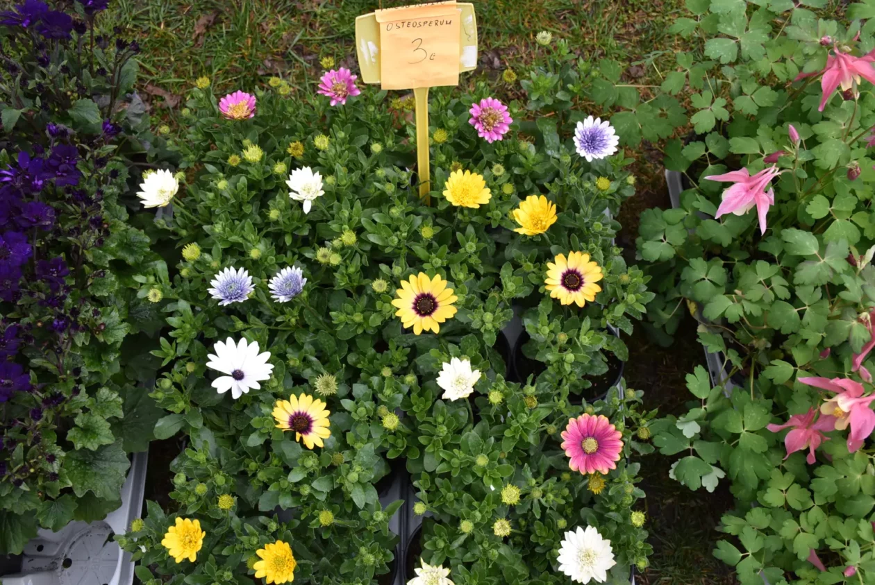 Sajam, Čakovec 26.3 (38) Sajam, Čakovec 26.3 (38)