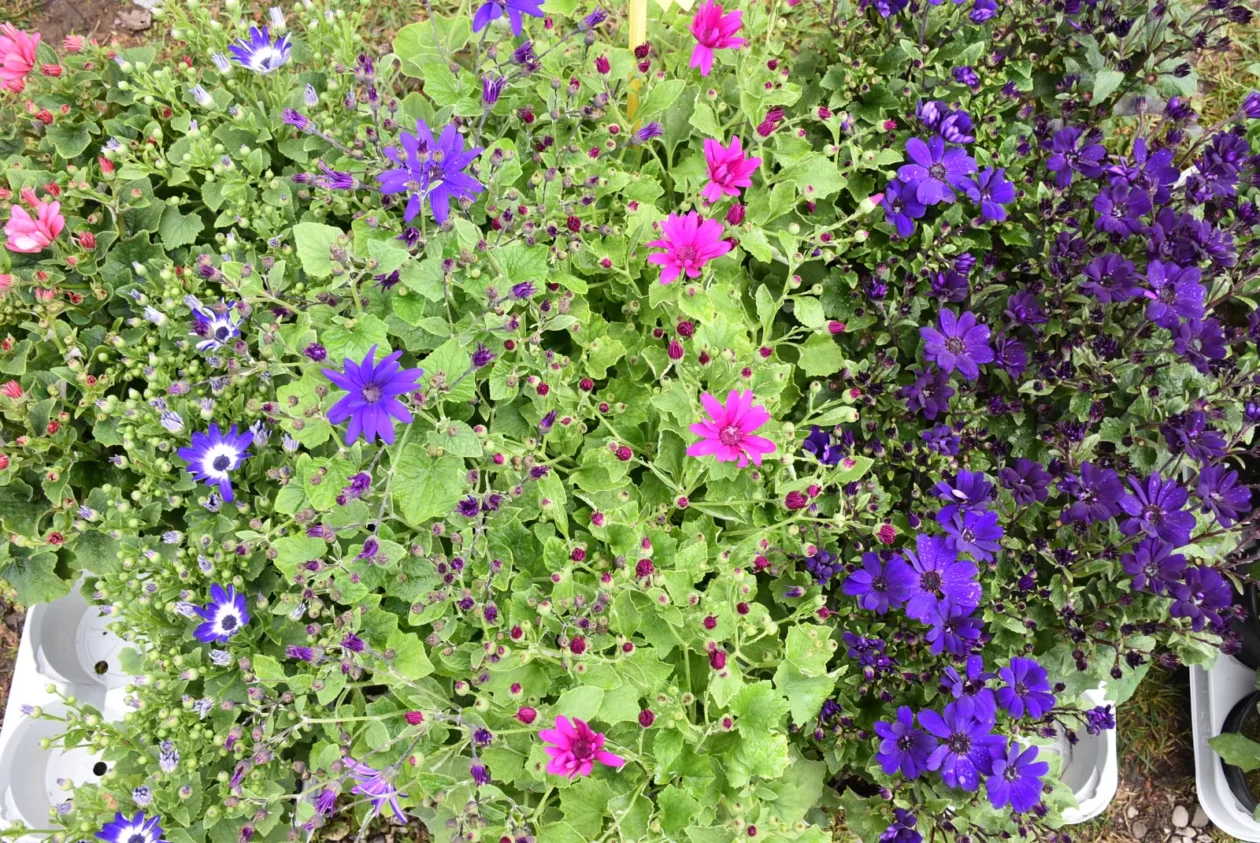 Sajam, Čakovec 26.3 (39) Sajam, Čakovec 26.3 (39)