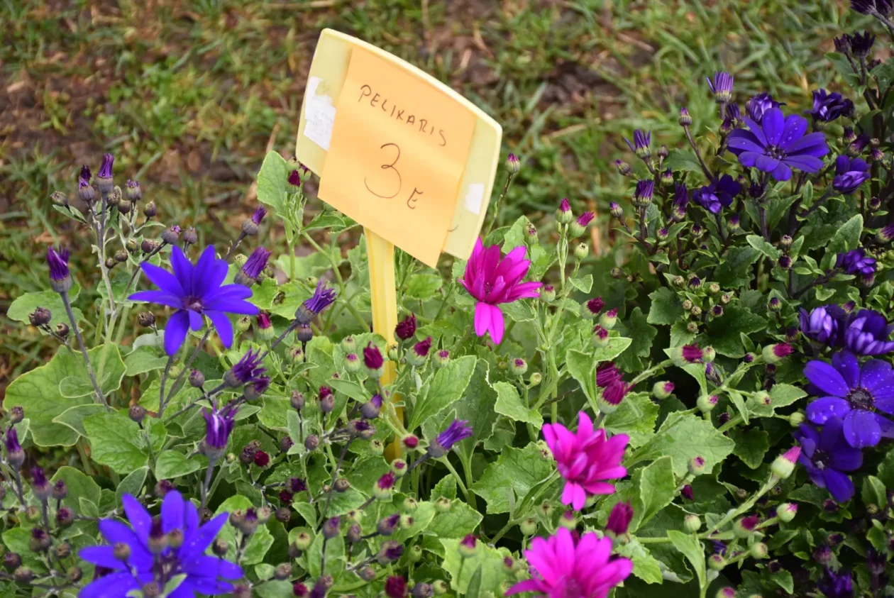 Sajam, Čakovec 26.3 (40) Sajam, Čakovec 26.3 (40)