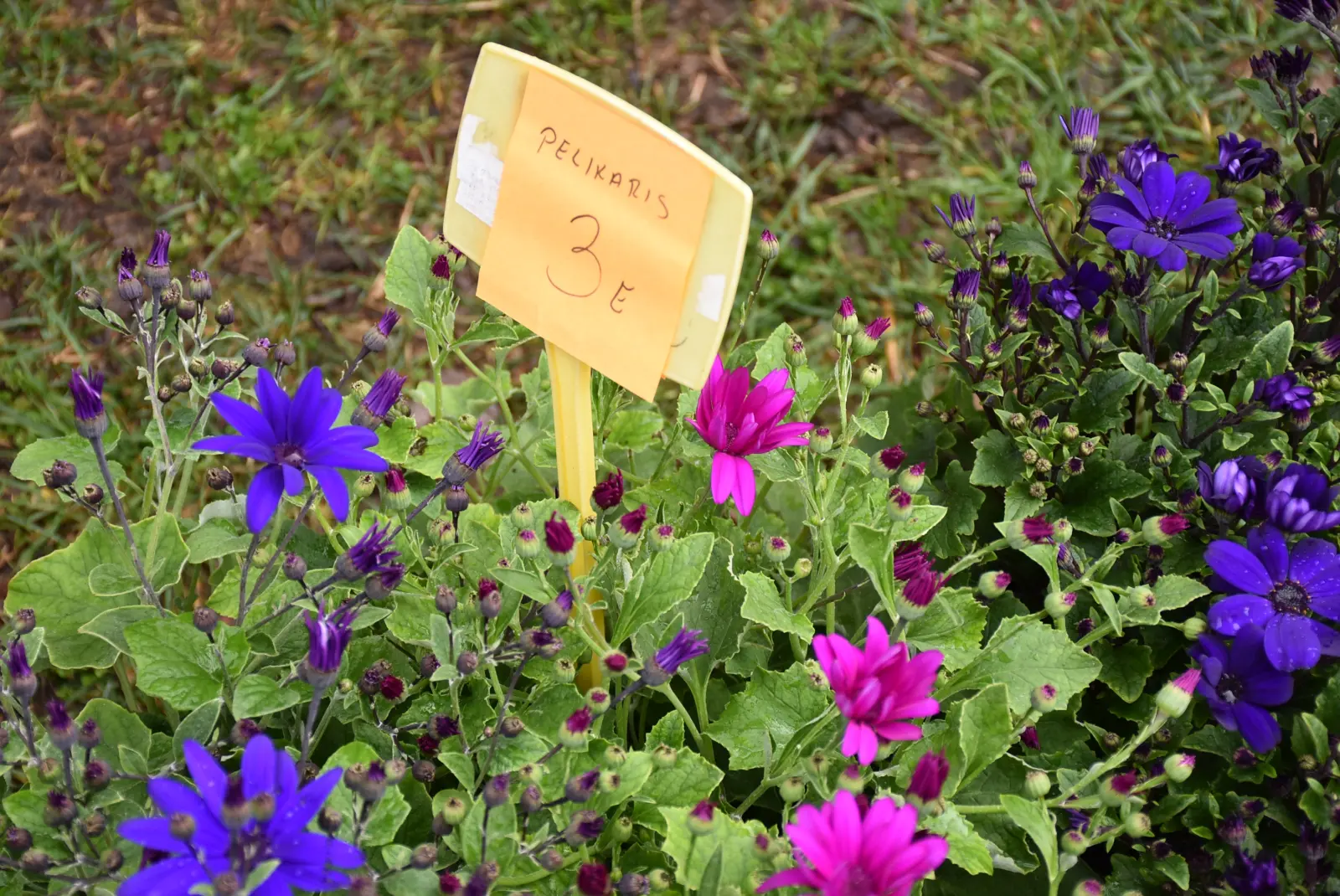 Sajam, Čakovec 26.3 (40)