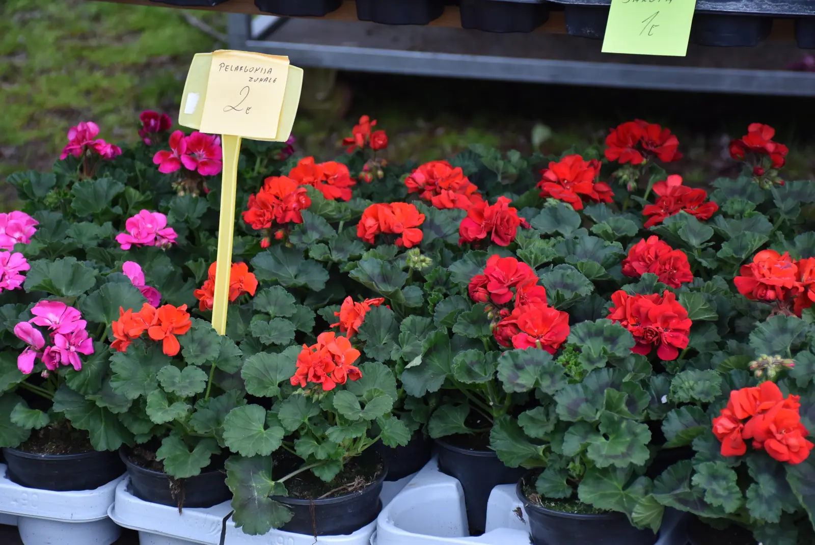 Sajam, Čakovec 26.3 (41)