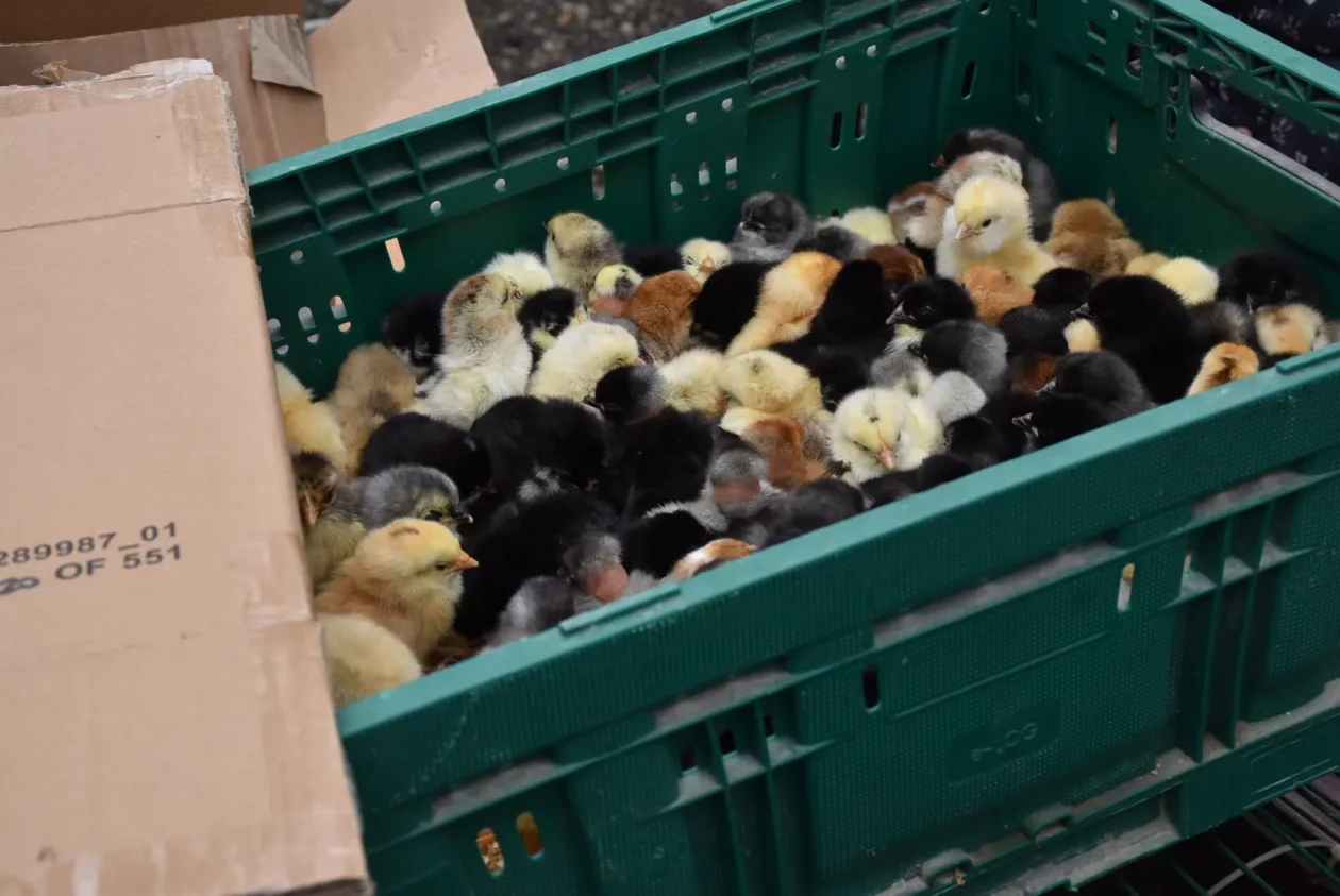 Sajam, Čakovec 26.3 (56) Sajam, Čakovec 26.3 (56)