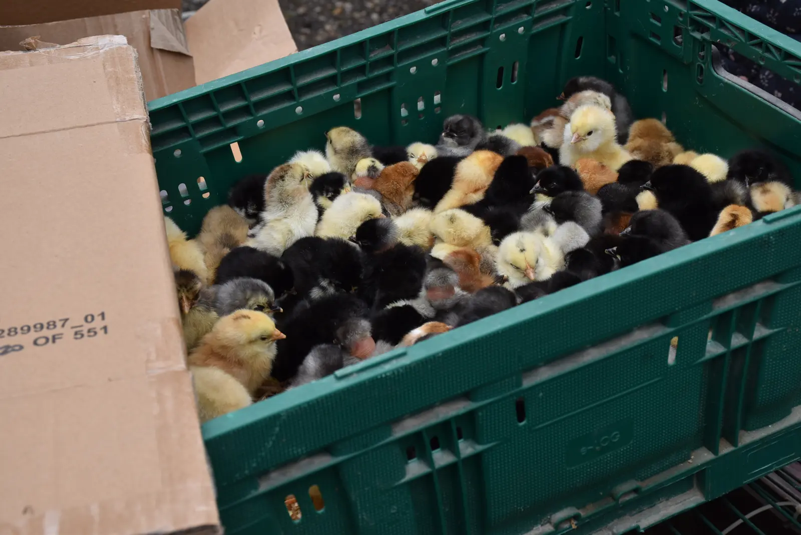 Sajam, Čakovec 26.3 (56)