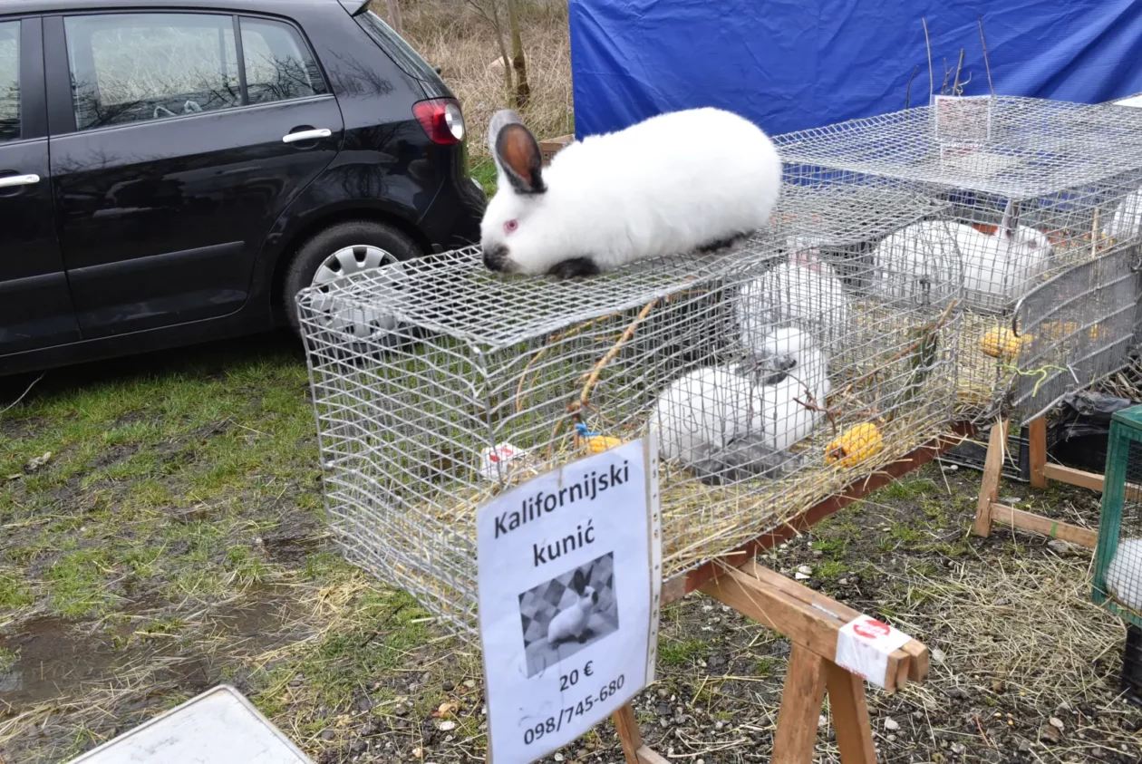 Sajam, Čakovec 26.3 (57) Sajam, Čakovec 26.3 (57)