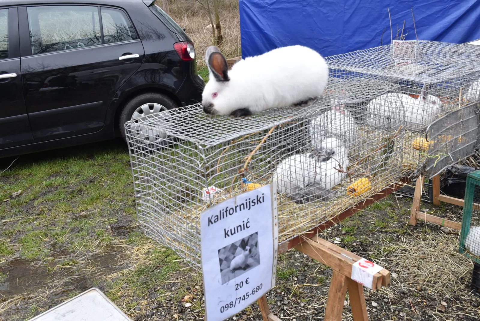 Sajam, Čakovec 26.3 (57)