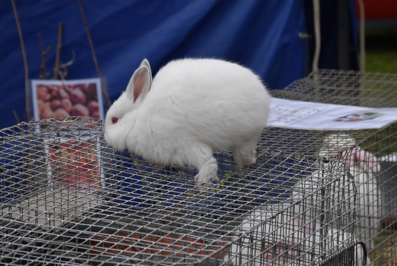 Sajam, Čakovec 26.3 (58)