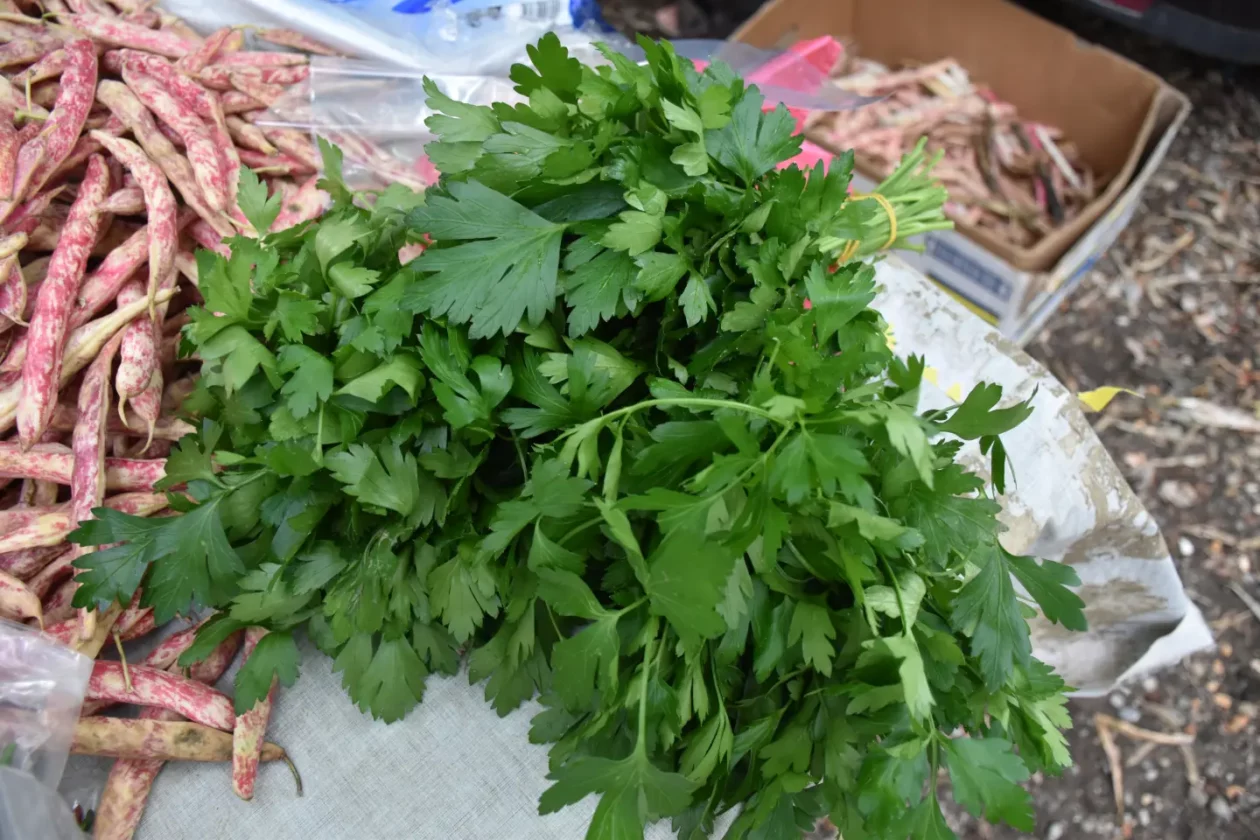 Sajam, Čakovec, 3.9.2025 (22) Sajam, Čakovec, 3.9.2025 (22)