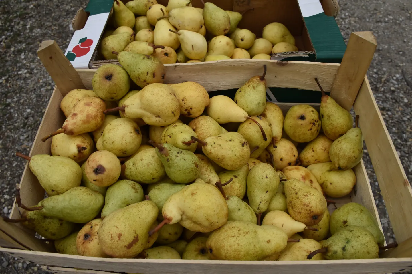 Sajam, Čakovec, 3.9.2025 (54)