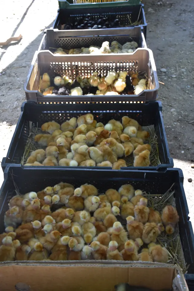 Sajam, Čakovec, 4.6.2025 (44)