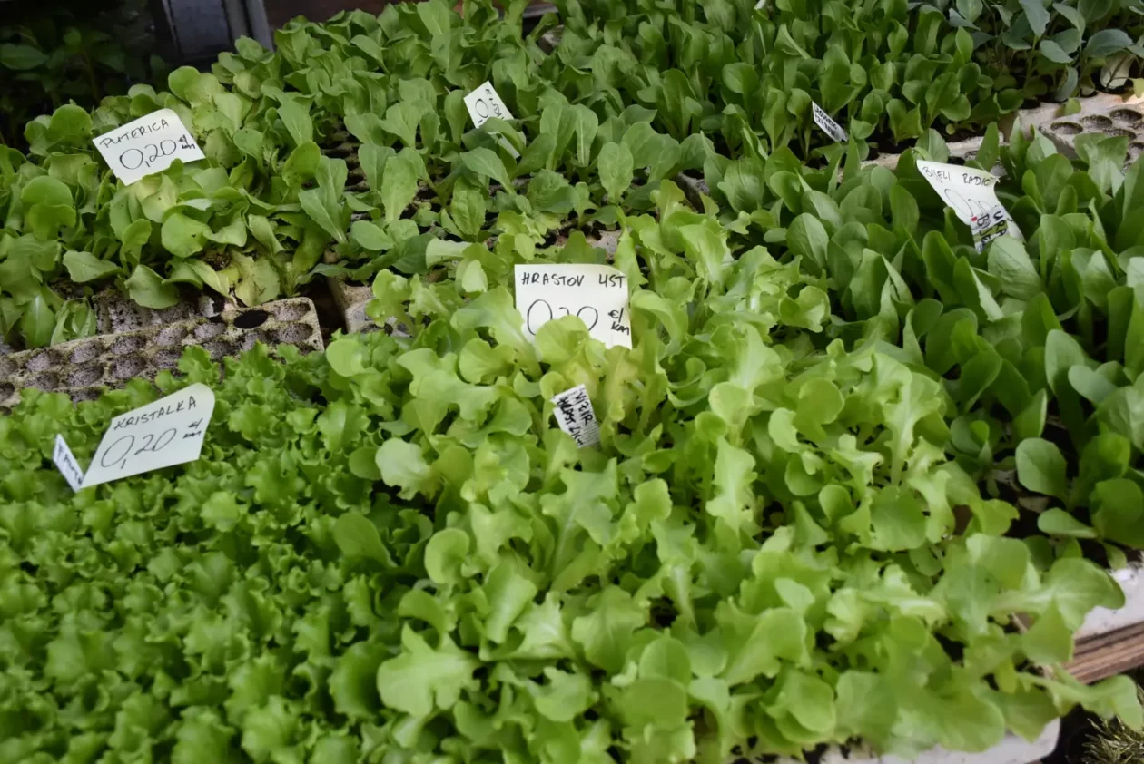 Sajam, Čakovec, 4.6.2025 (5)