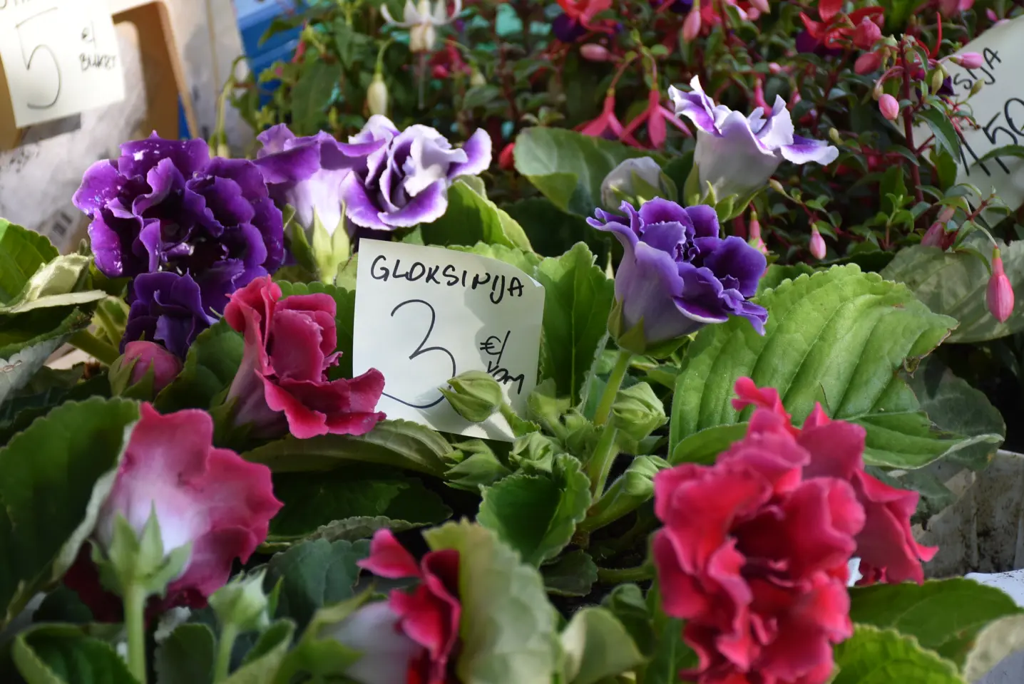 Sajam, Čakovec, 4.6.2025 (6)