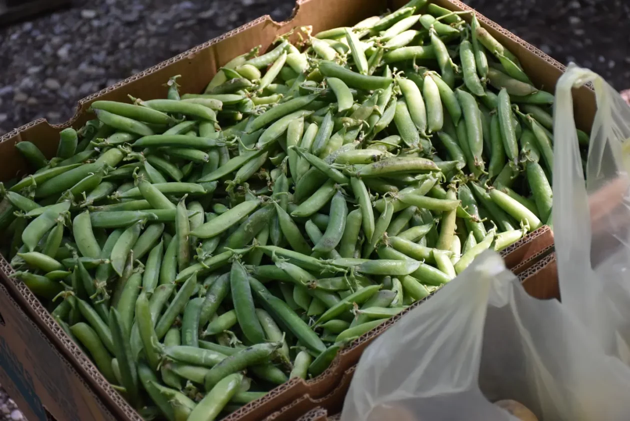 Sajam, Čakovec, 4.6.2025 (9)