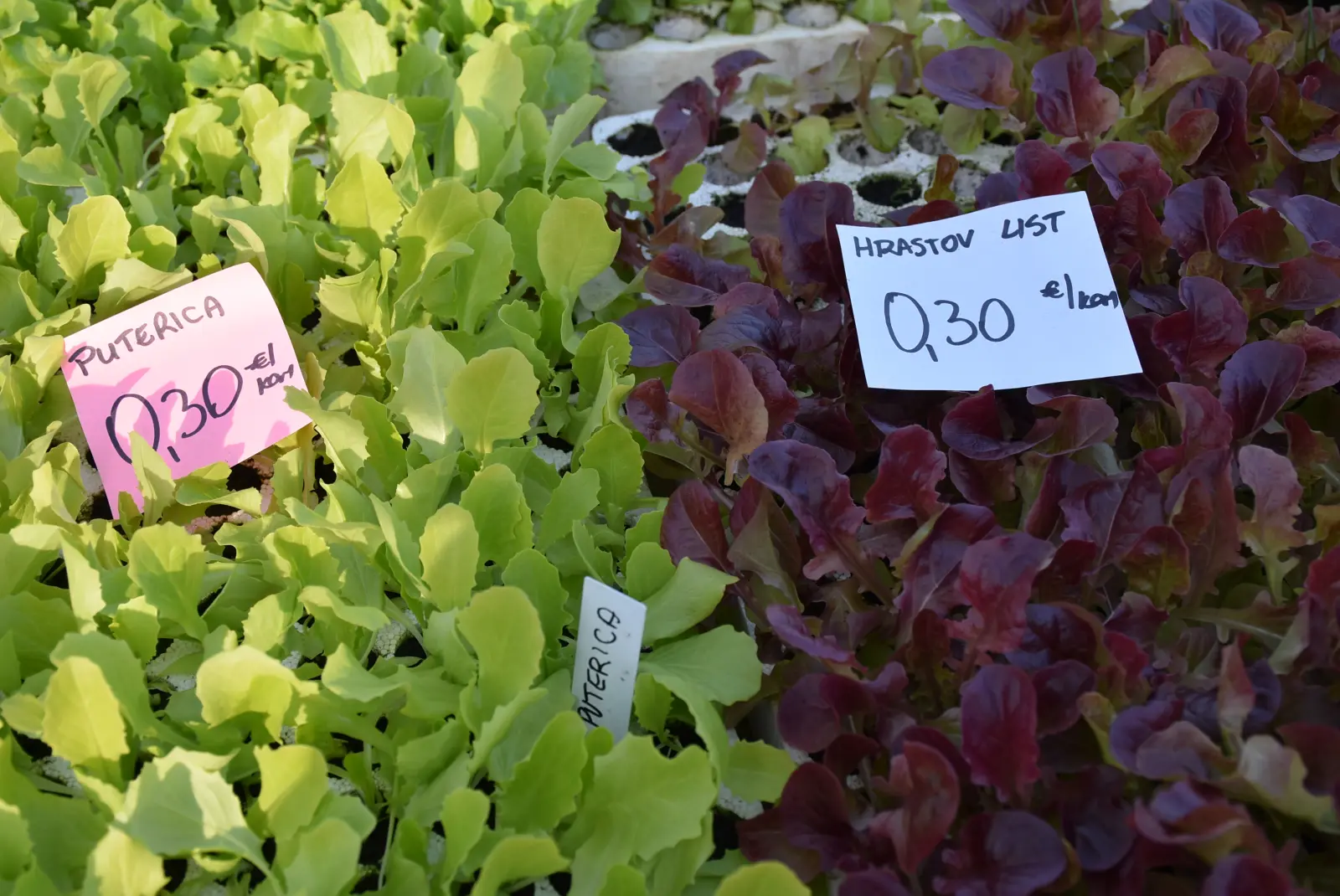 Sajam, Čakovec 5.3.25 (14) Sajam, Čakovec 5.3.25 (14)