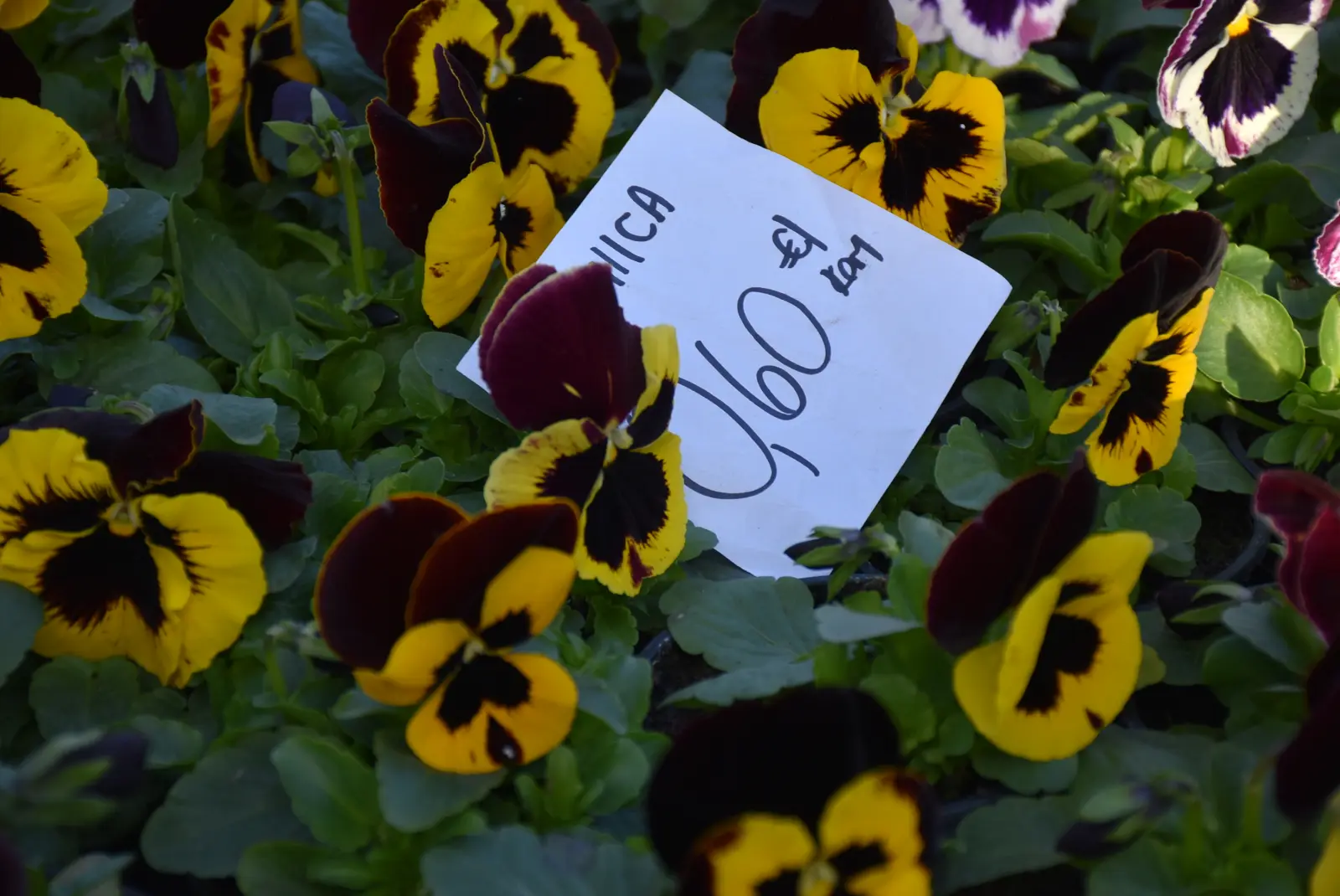 Sajam, Čakovec 5.3.25 (15) Sajam, Čakovec 5.3.25 (15)