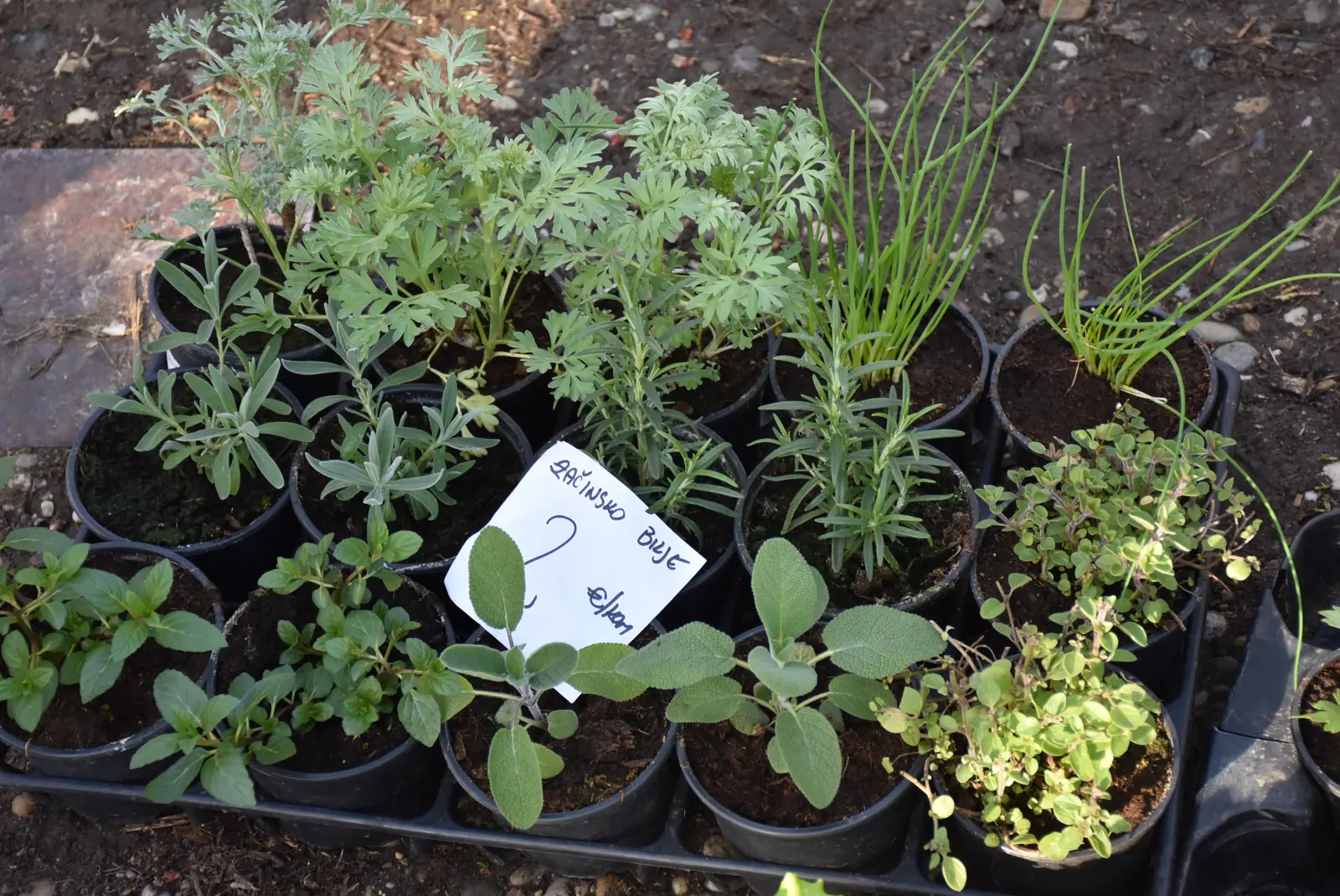 Sajam, Čakovec 5.3.25 (16) Sajam, Čakovec 5.3.25 (16)