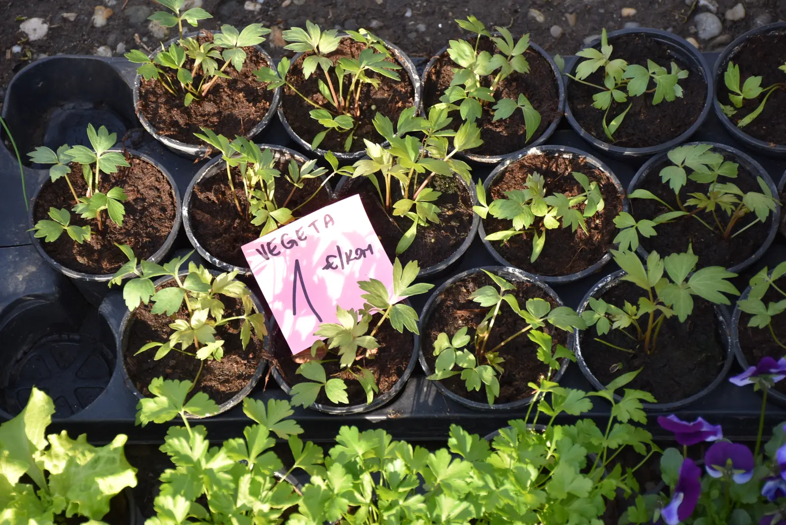 Sajam, Čakovec 5.3.25 (17) Sajam, Čakovec 5.3.25 (17)