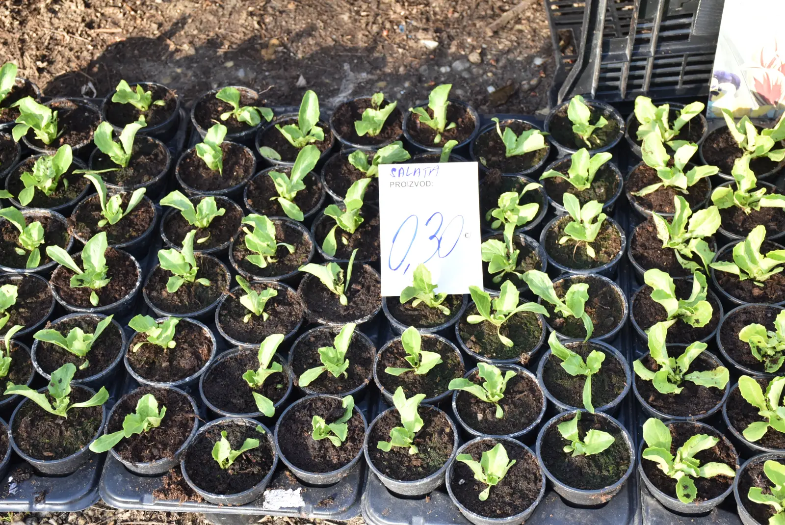 Sajam, Čakovec 5.3.25 (20) Sajam, Čakovec 5.3.25 (20)