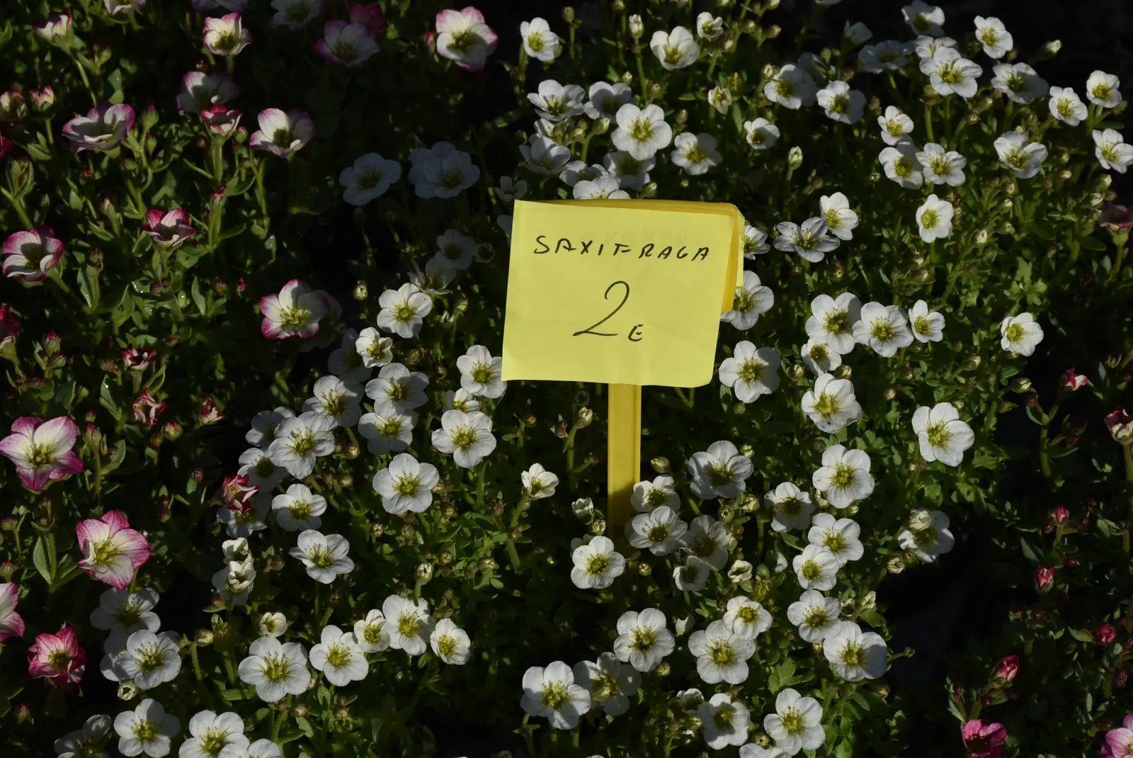 Sajam, Čakovec 5.3.25 (34) Sajam, Čakovec 5.3.25 (34)