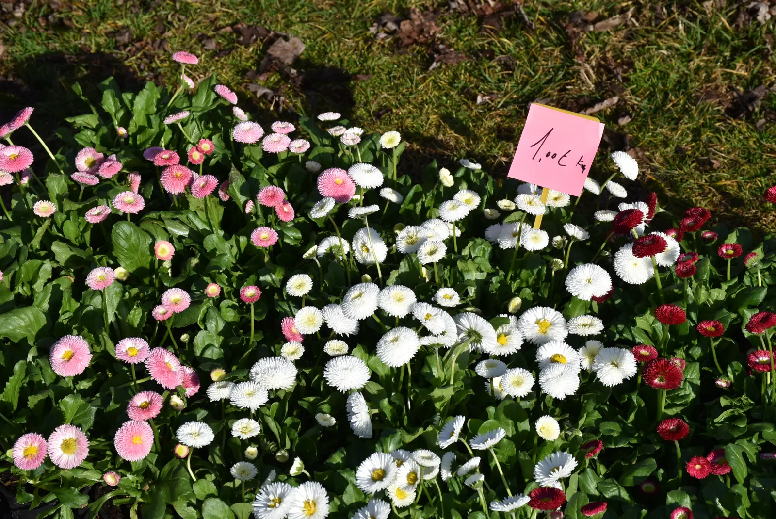 Sajam, Čakovec 5.3.25 (40) Sajam, Čakovec 5.3.25 (40)