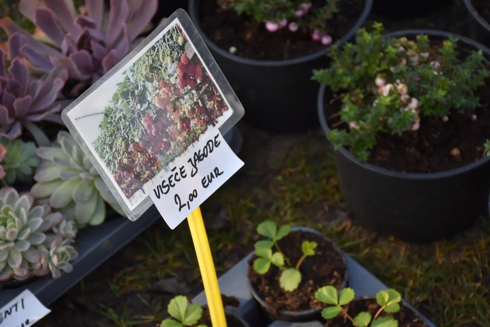 Sajam, Čakovec 5.3.25 (43) Sajam, Čakovec 5.3.25 (43)