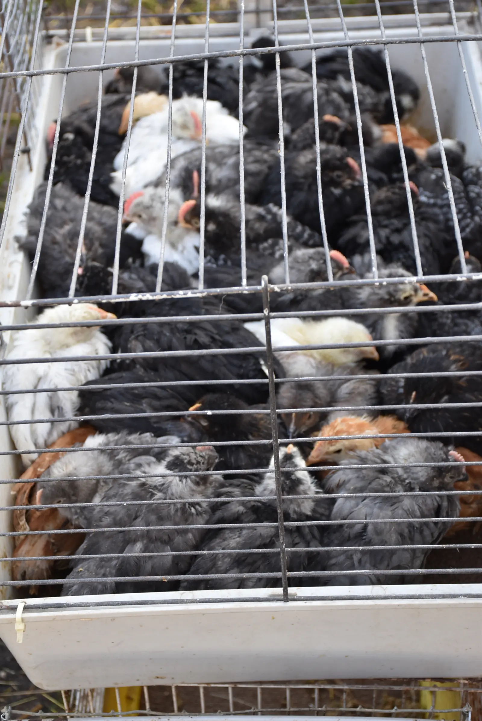 Sajam, Čakovec 5.3.25 (47) Sajam, Čakovec 5.3.25 (47)