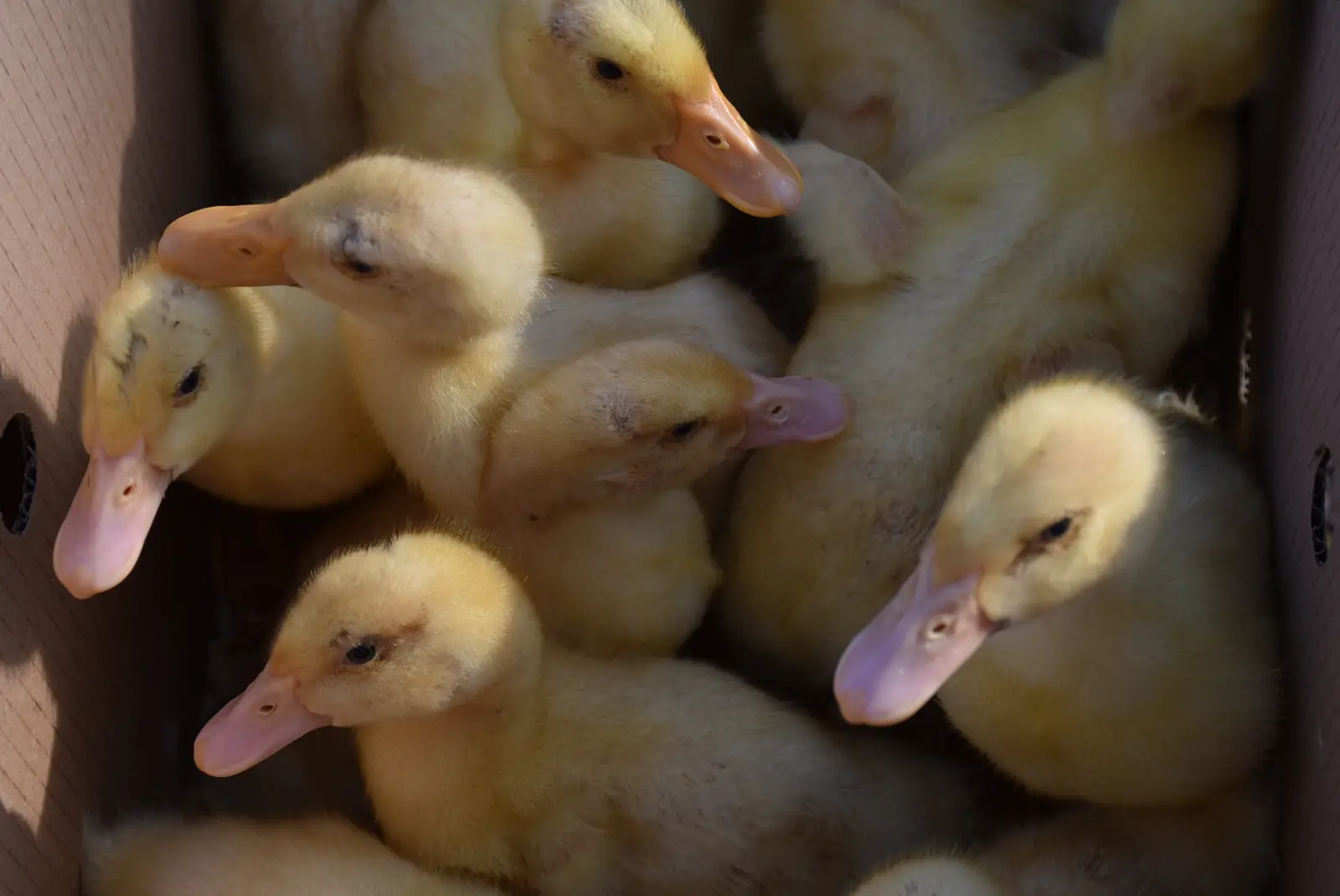 Sajam, Čakovec 5.3.25 (48) Sajam, Čakovec 5.3.25 (48)