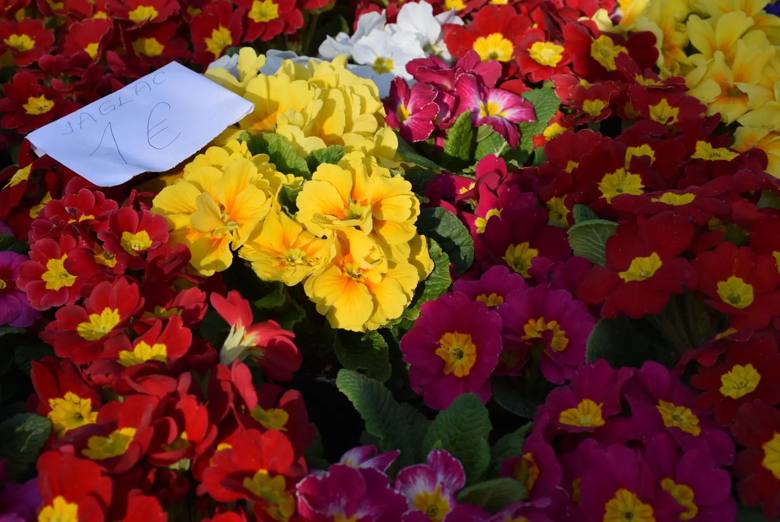 Sajam, Čakovec 5.3.25 (7) Sajam, Čakovec 5.3.25 (7)