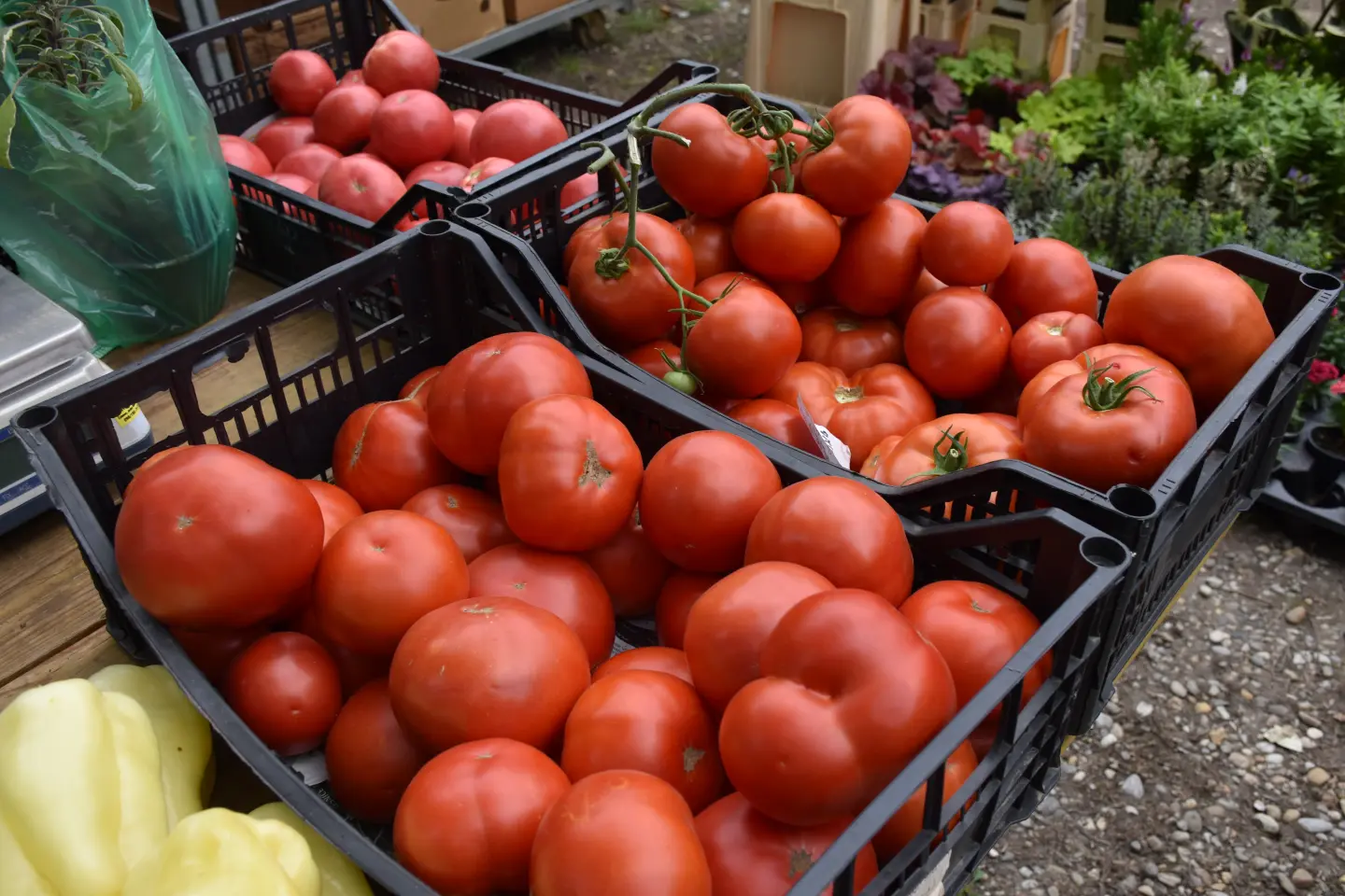 Sajam, Čakovec, 6.8.2025 (13)