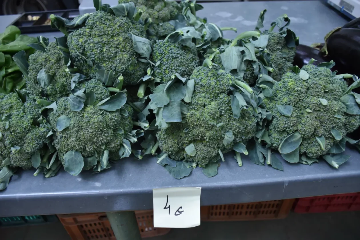 Sajam, Čakovec, 6.8.2025 (23)