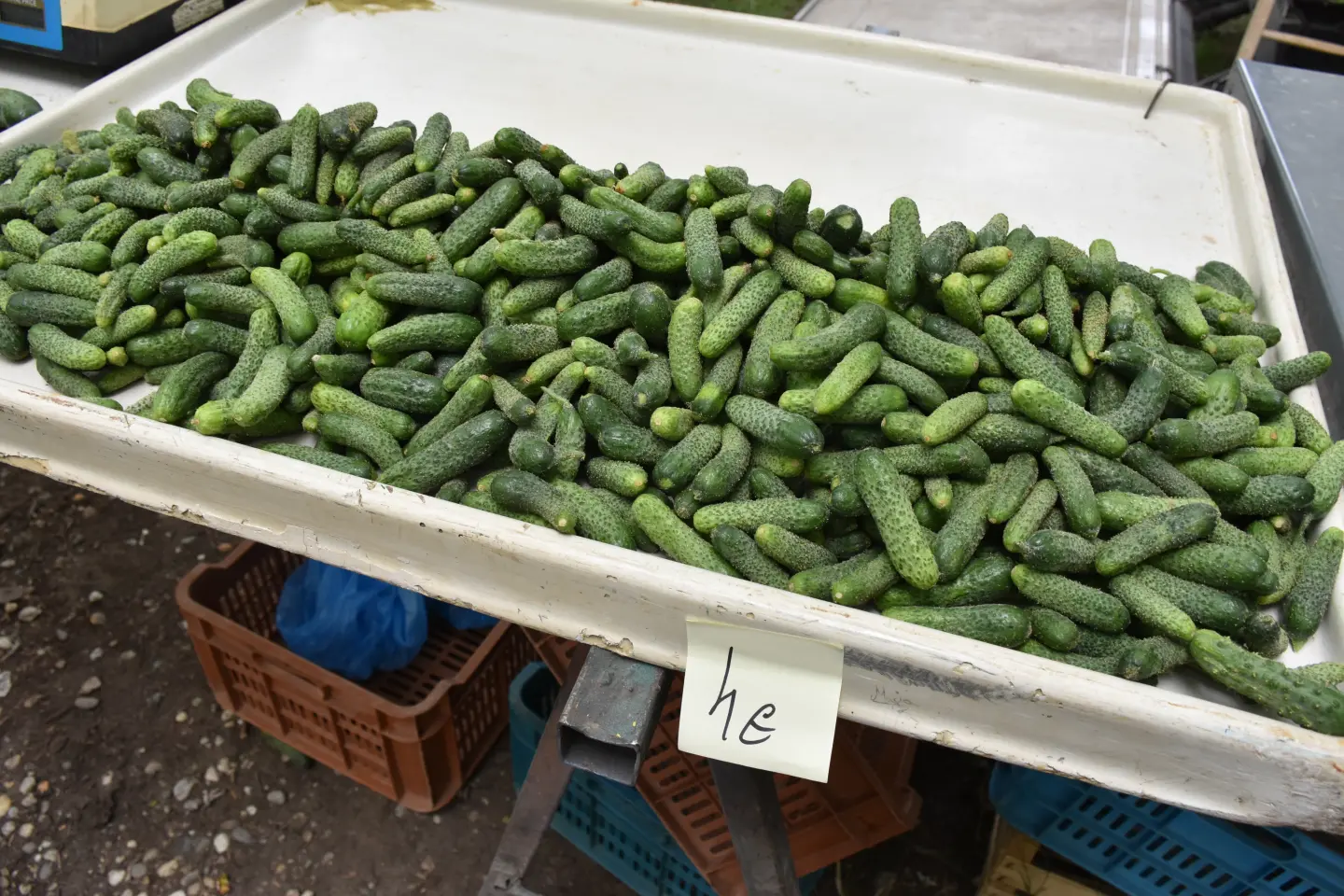 Sajam, Čakovec, 6.8.2025 (24)