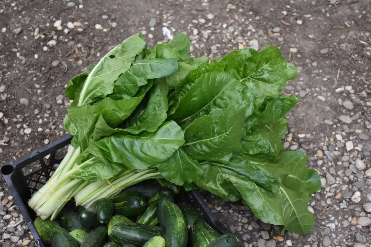 Sajam, Čakovec, 6.8.2025 (35)