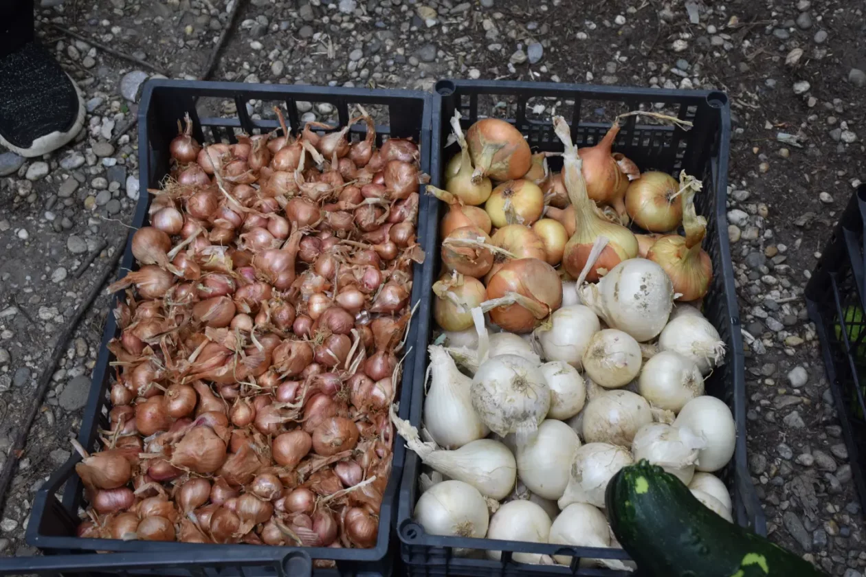 Sajam, Čakovec, 6.8.2025 (36)