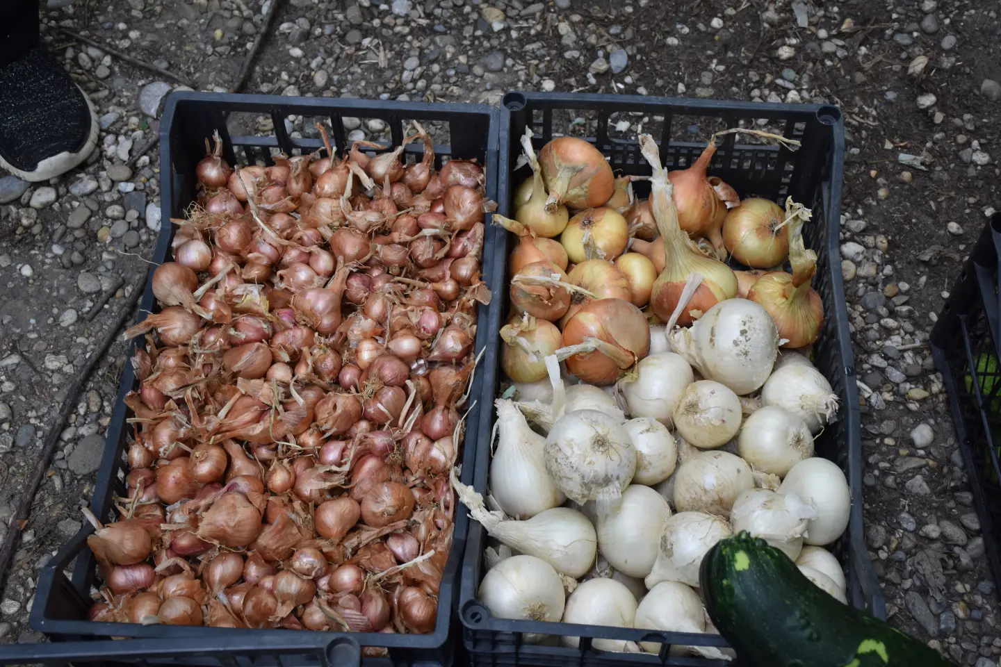 Sajam, Čakovec, 6.8.2025 (36)